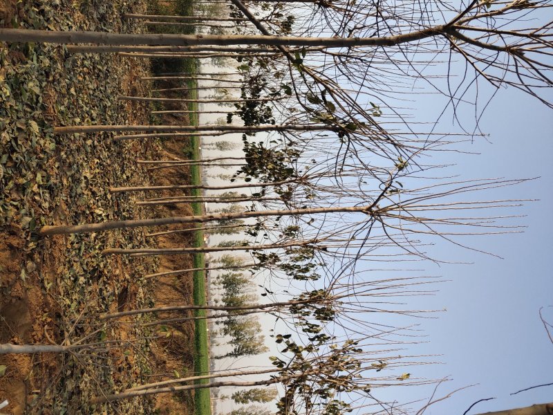 杜仲，杜仲苗3公分，4公分，5公分，6公分，7公分