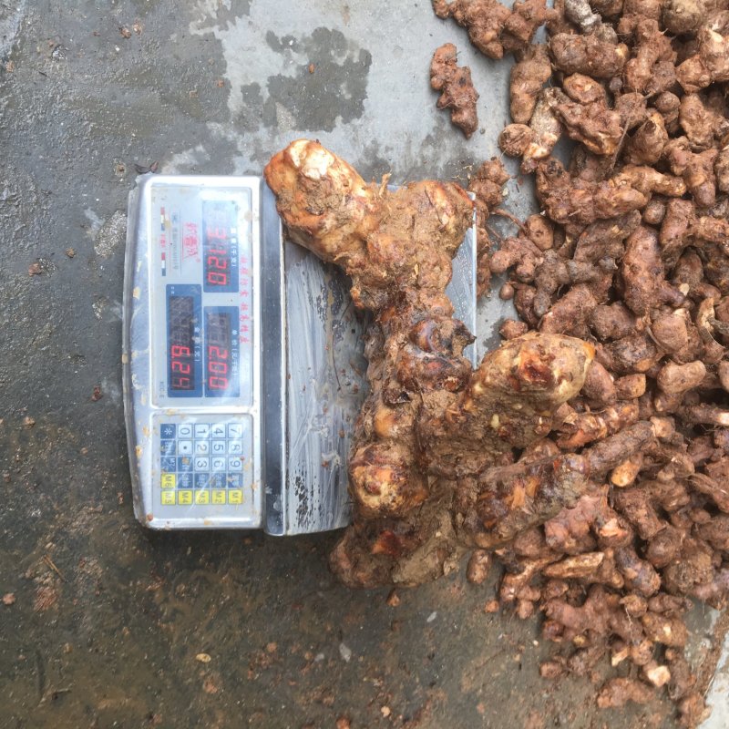 白肉粉质不变色土伏苓野生的湖南粉质新鲜大山深处挖的土茯苓