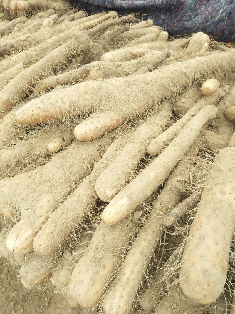 大量供应铁杆，麻山药，低价供应，