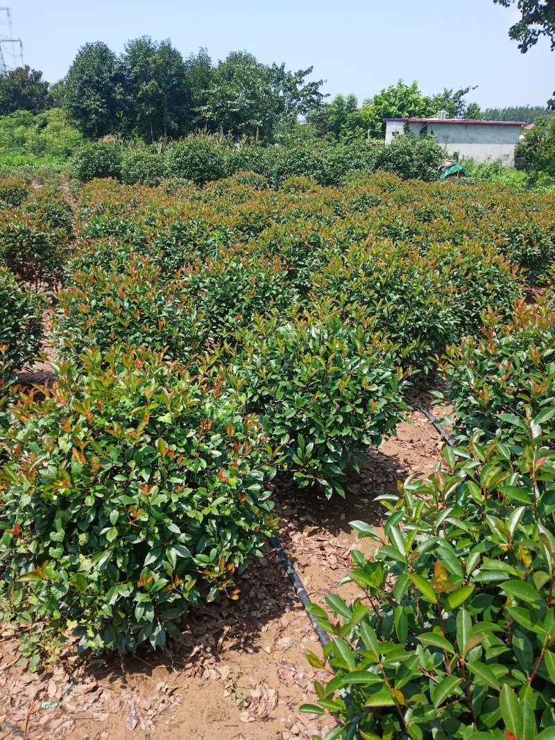 红叶石楠红叶石楠球量大从优，包装车技术支持