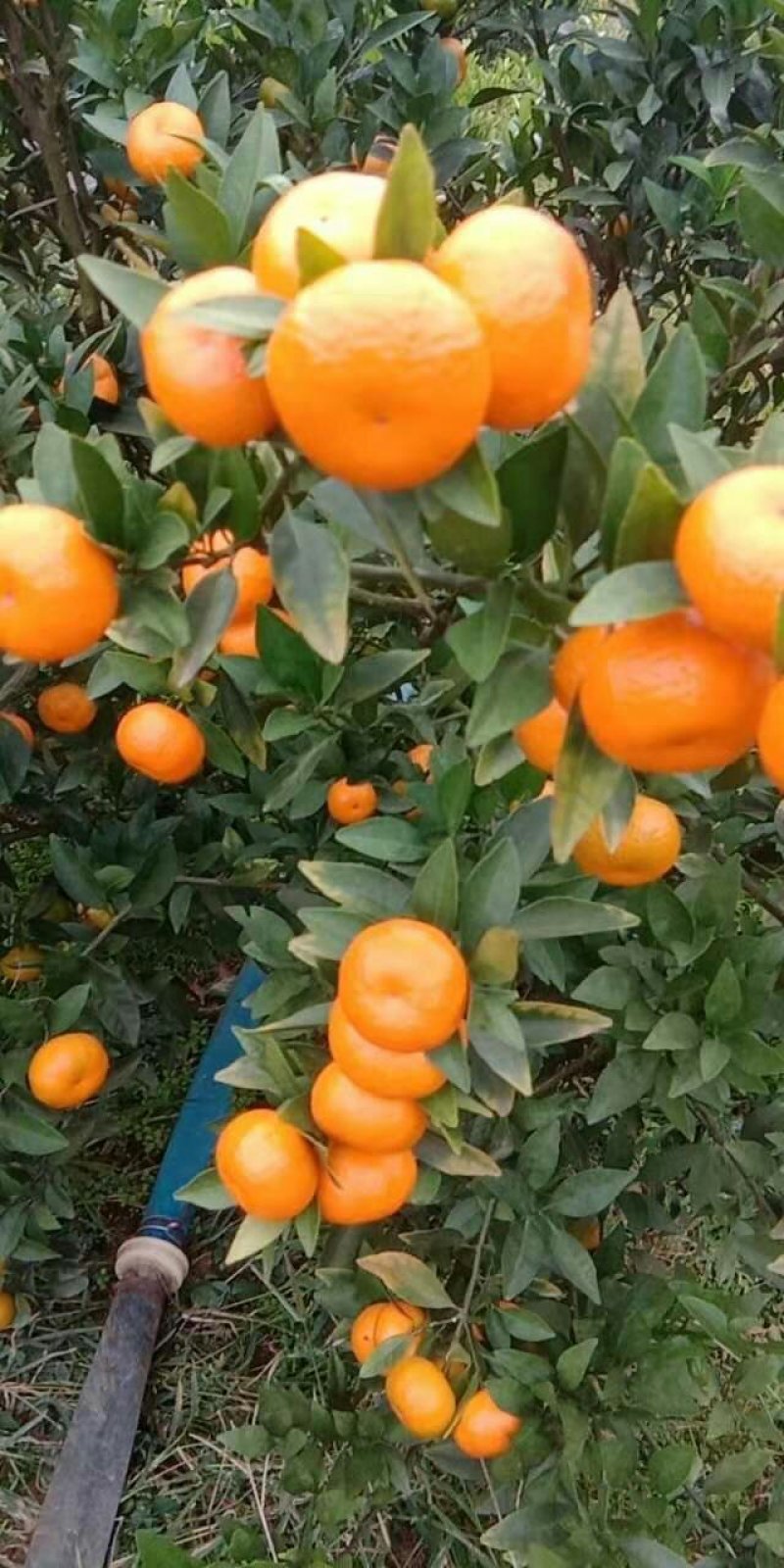 南风蜜桔大量现货供应一点红。。。。。。。。。