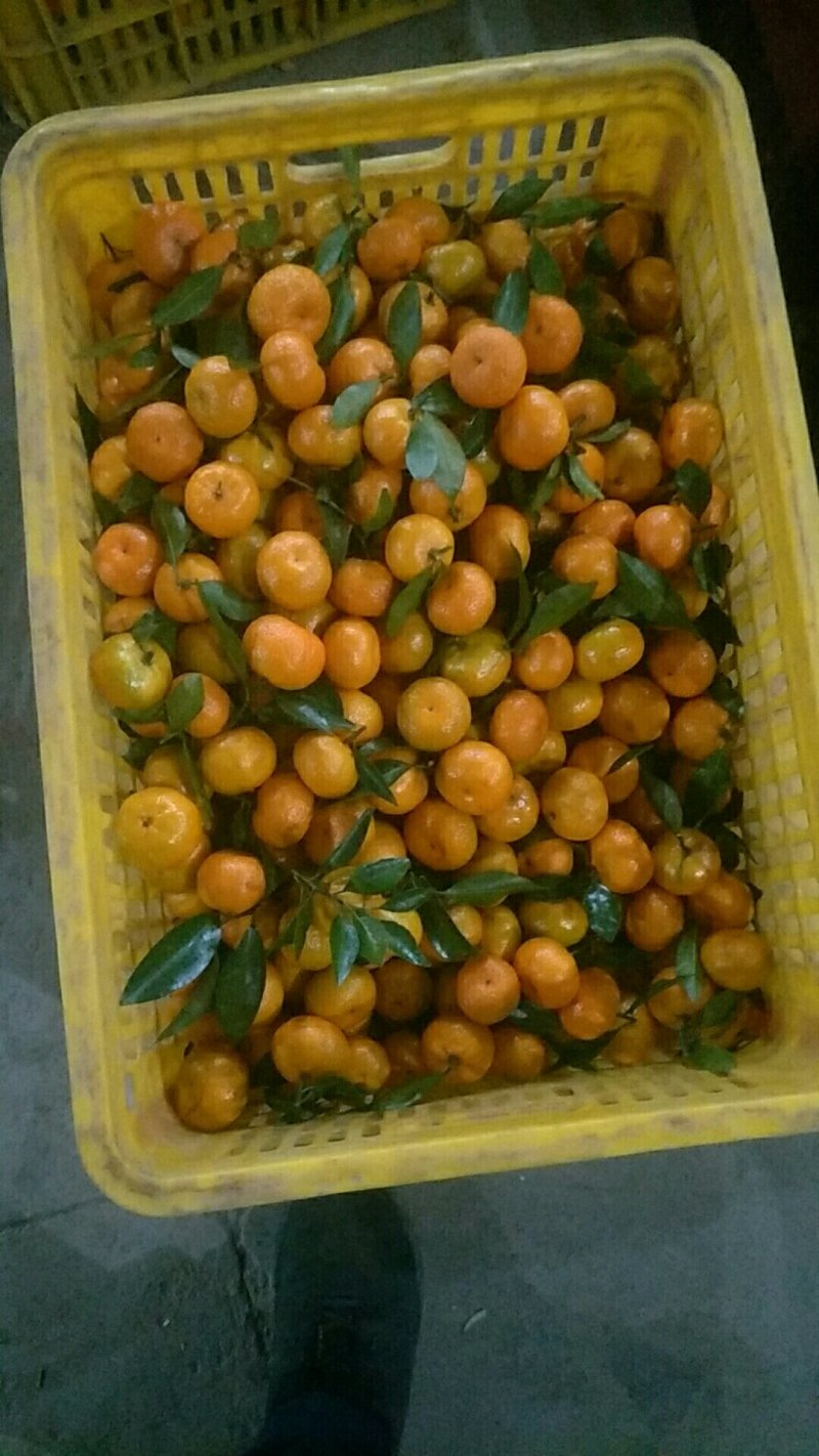 南风蜜桔大量现货供应一点红。。。。。。。。。