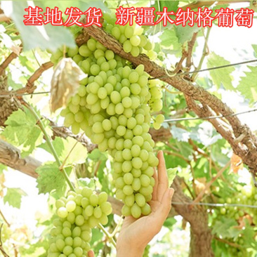 新品种新疆木纳格葡萄苗当年结果提子苗包品种