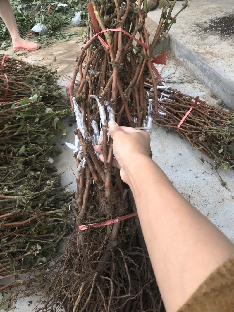 新品种新疆木纳格葡萄苗当年结果提子苗包品种