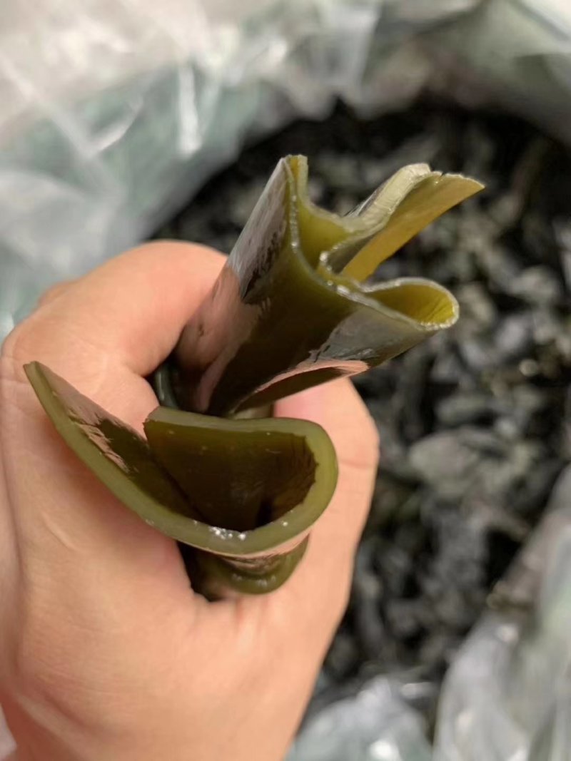 脆脆海带结冬天打火锅干货