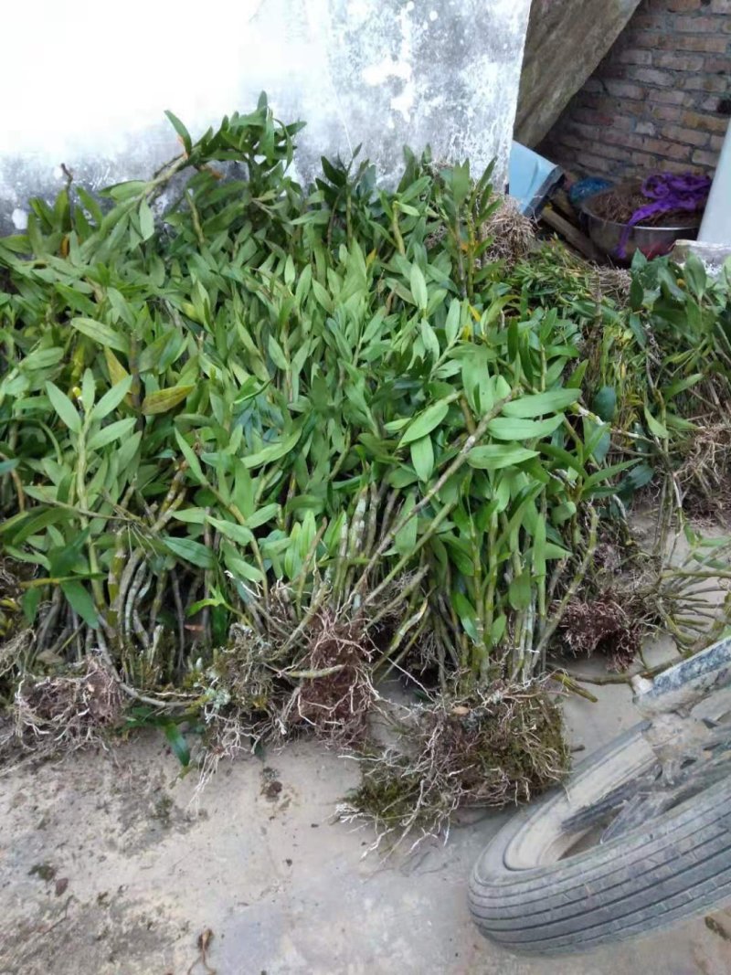 野生金钗石斛重唇石斛下山货