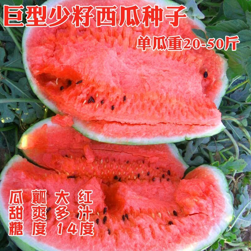 美国先锋高产抗病西瓜种子耐高温高湿耐重茬辽宁种旺出品