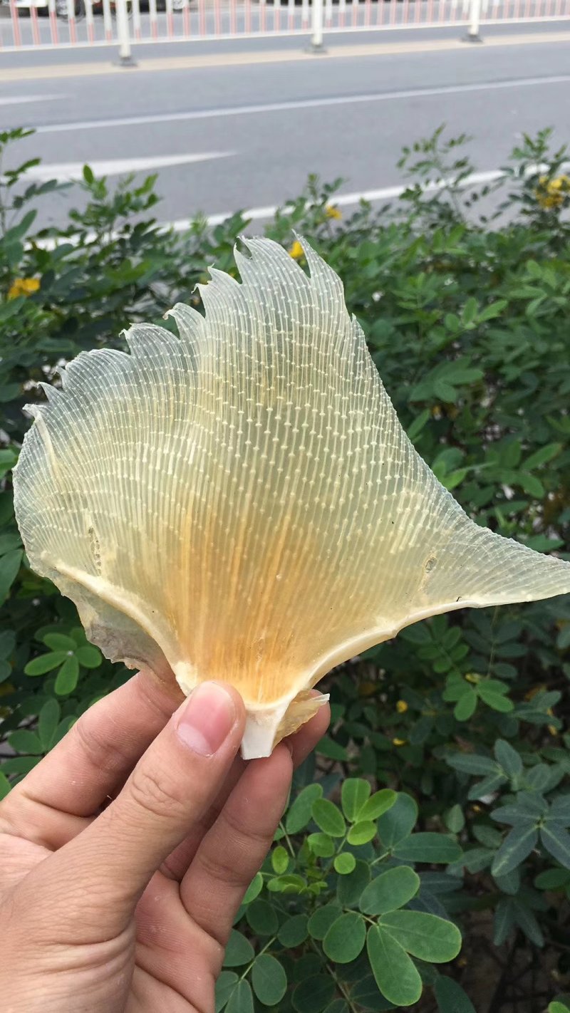 有货干货天星翅宝妈煲汤必备