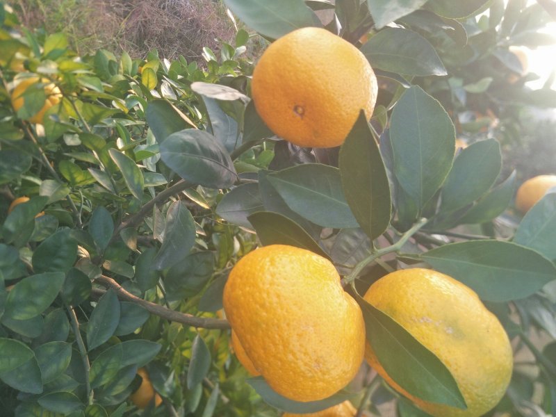 本地早(新余蜜桔)大量上市了价格美丽。。。。