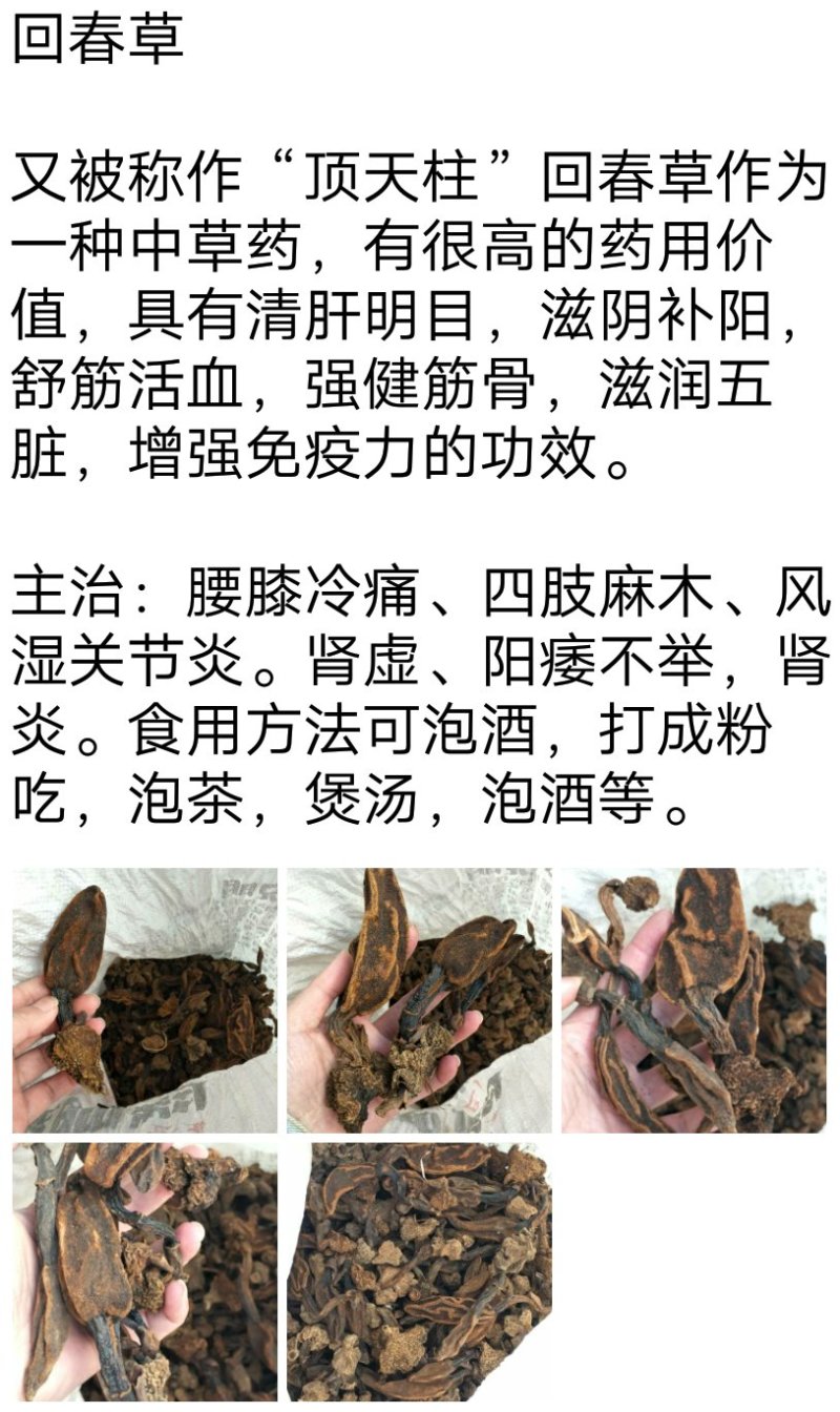 回春草、大瑶山野生回春草“顶天柱”产地直销