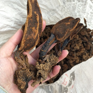 回春草、大瑶山野生回春草“顶天柱”产地直销