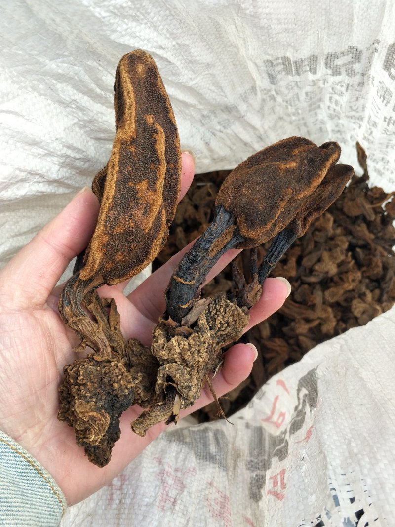 回春草、大瑶山野生回春草“顶天柱”产地直销