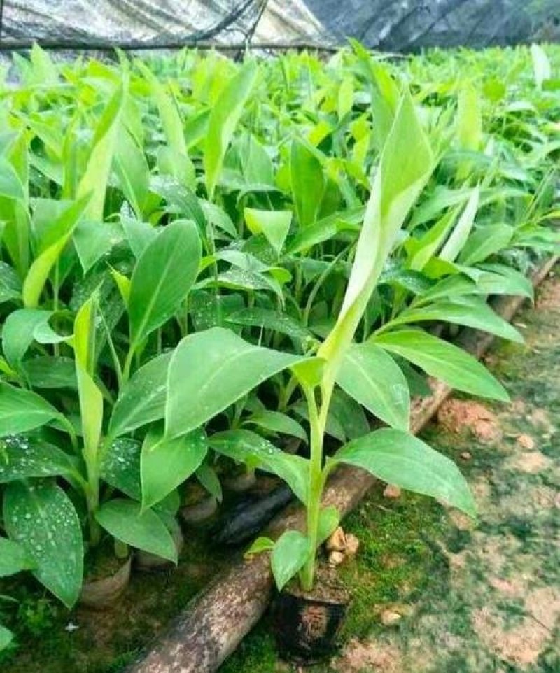 香蕉苗根须发达，可达泥球发货价钱实惠