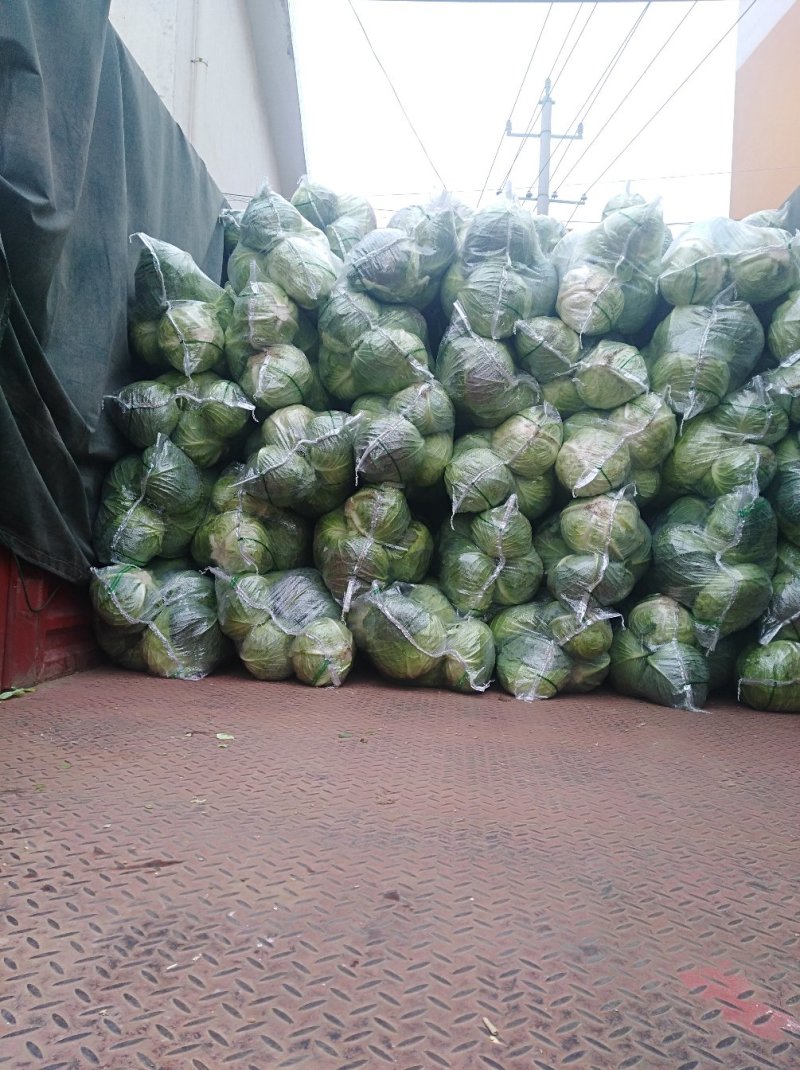 【推荐】河南精品圆甘蓝产地大量上价优可看货欢迎