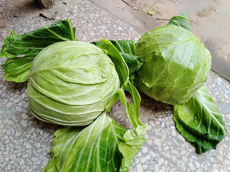 【推荐】河南精品圆甘蓝产地大量上价优可看货欢迎