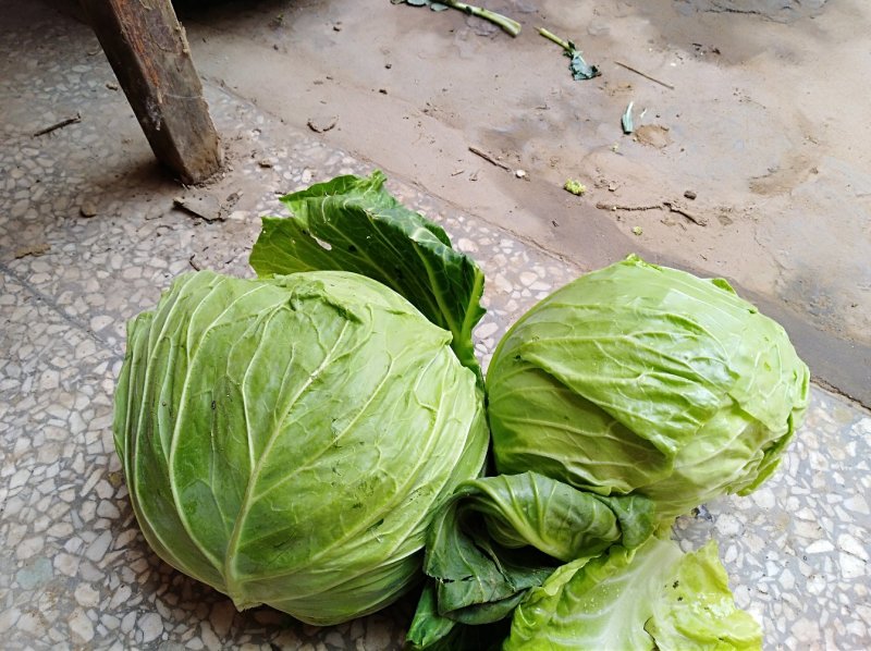 【推荐】河南精品圆甘蓝产地大量上价优可看货欢迎