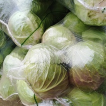 【推荐】河南精品圆甘蓝产地大量上价优可看货欢迎
