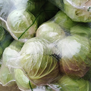 【推荐】河南精品圆甘蓝产地大量上价优可看货欢迎