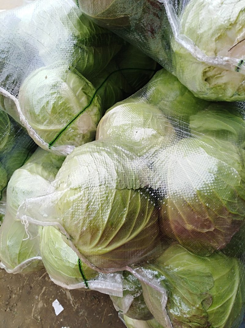 【推荐】河南精品圆甘蓝产地大量上价优可看货欢迎