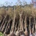 8公分紫薇，湖南紫薇，基地直销，现场现挖，造型紫薇