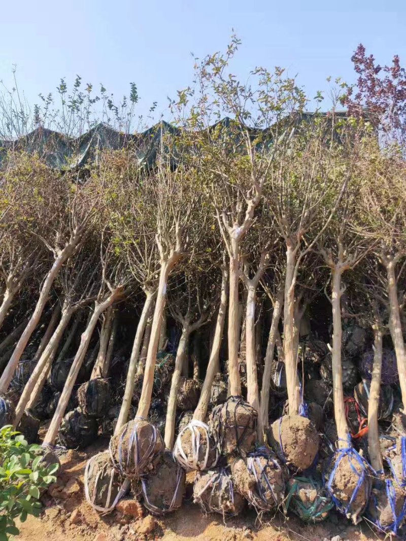 8公分紫薇，湖南紫薇，基地直销，现场现挖，造型紫薇