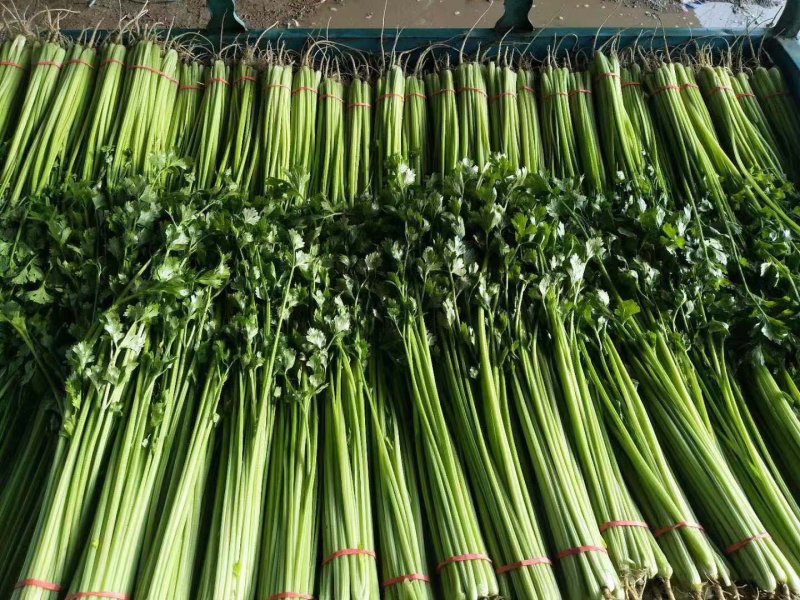 芹菜，各种蔬菜代收