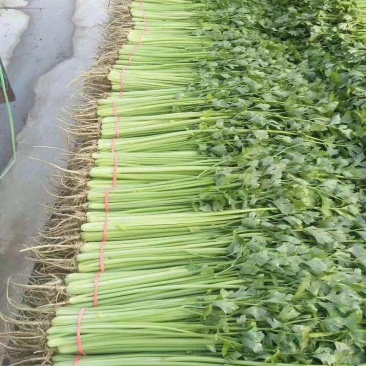 芹菜，各种蔬菜代收