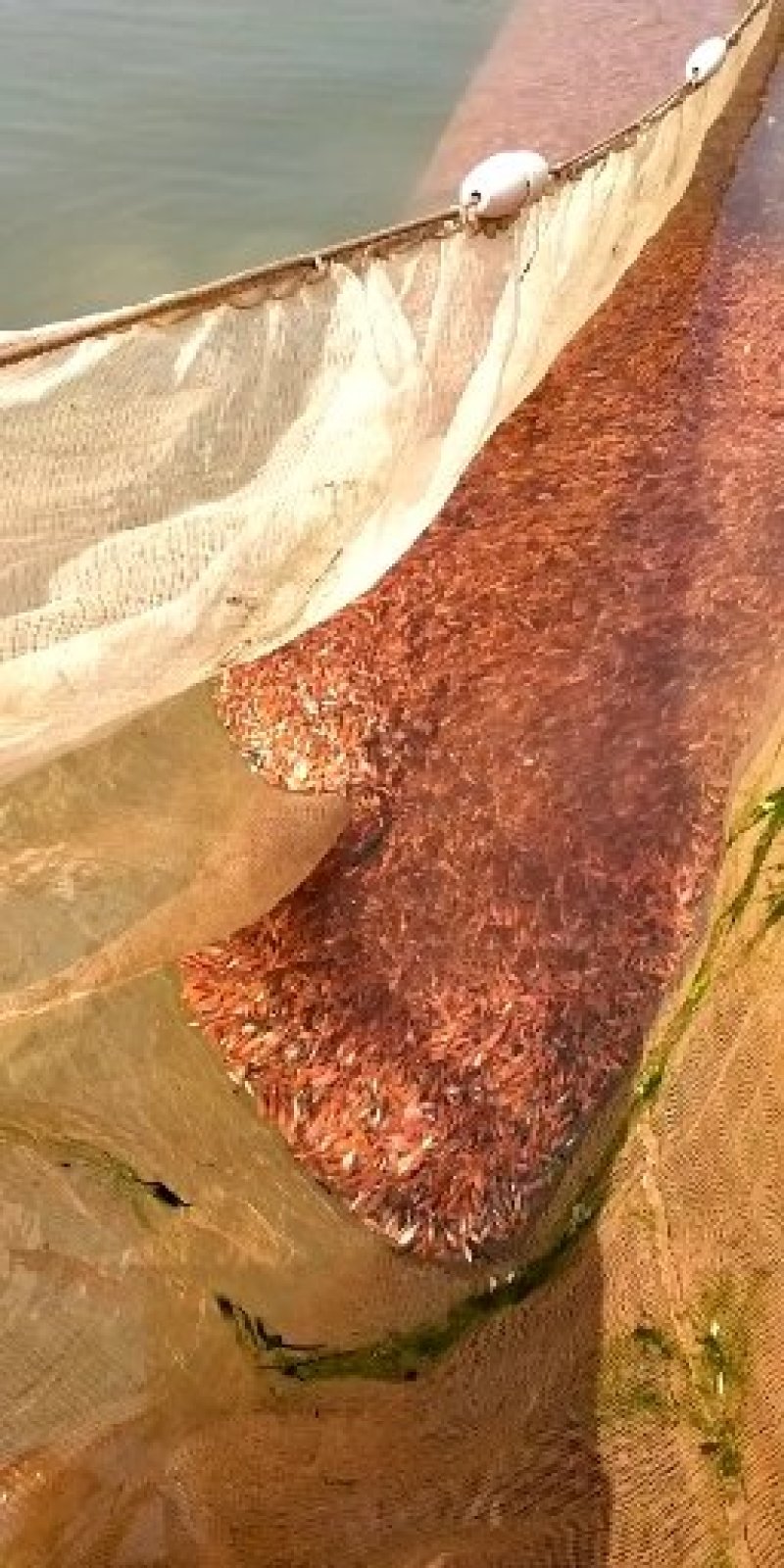 广东红鲤鱼苗星洲红鲤鱼批发基地直发