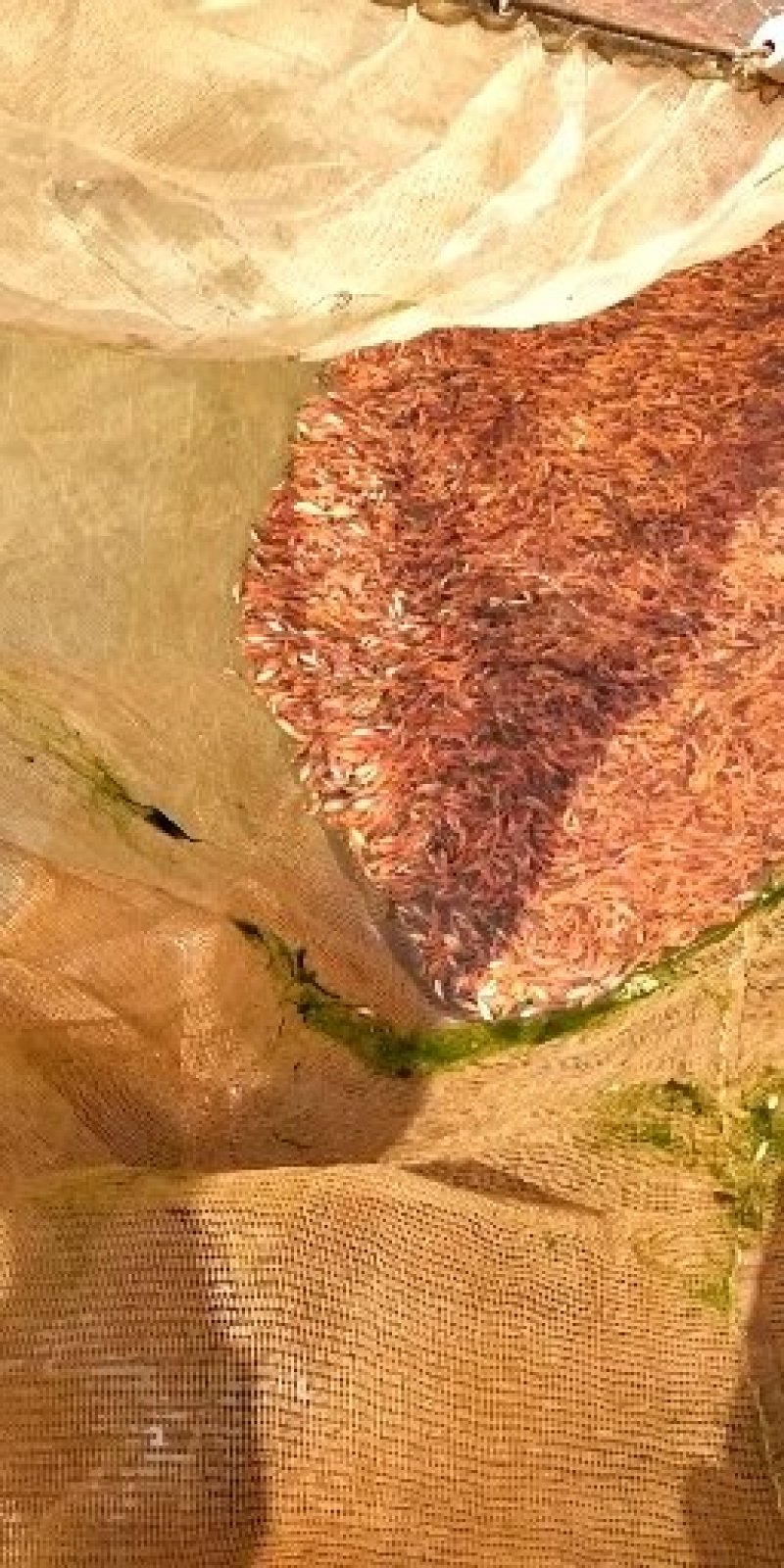 广东红鲤鱼苗星洲红鲤鱼批发基地直发