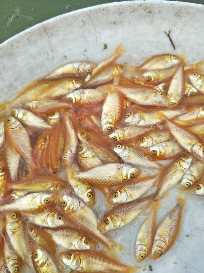 广东红鲤鱼苗星洲红鲤鱼批发基地直发
