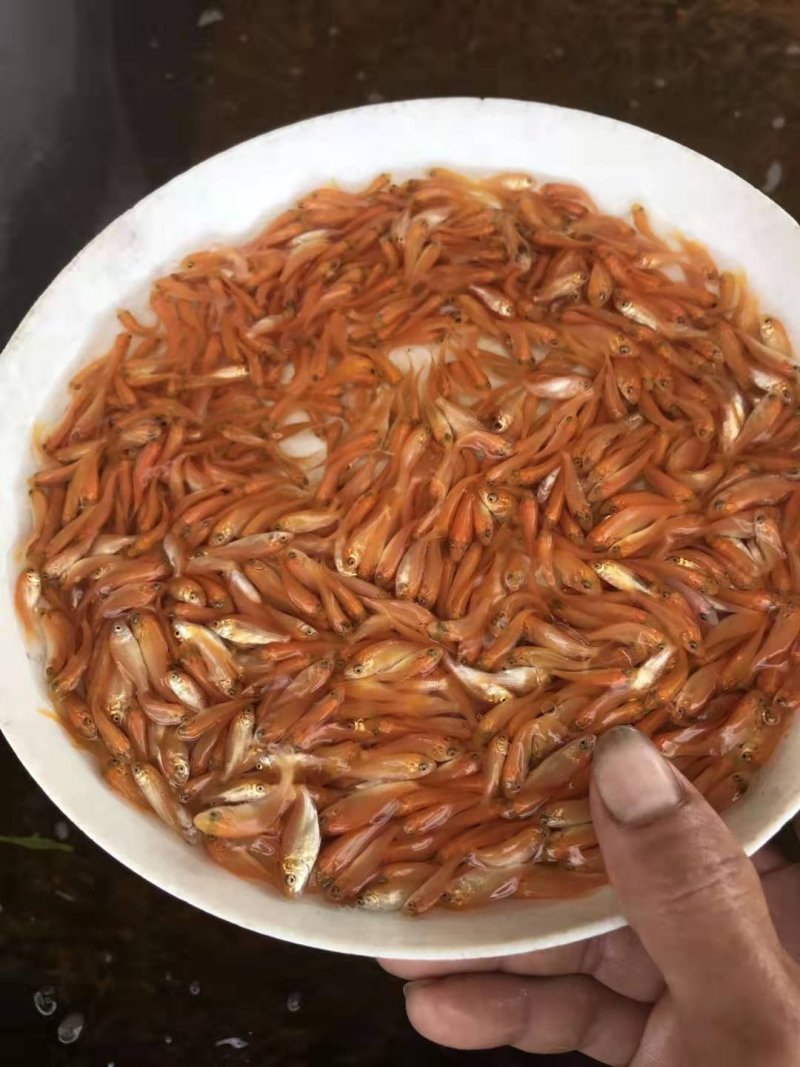 广东红鲤鱼苗星洲红鲤鱼批发基地直发