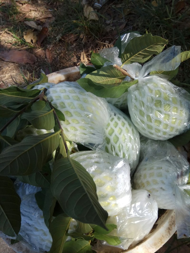 白肉番石榴