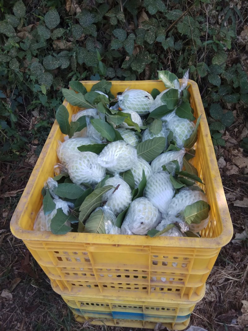 白肉番石榴