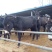 江永县星辰牧场