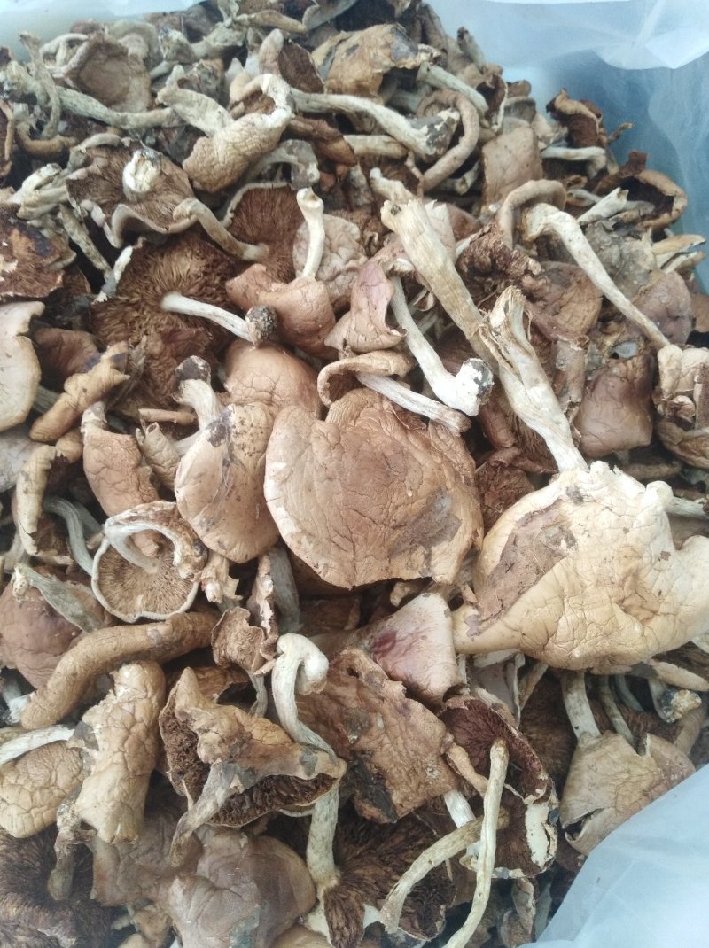 杨柳菌（野生茶树菌）。