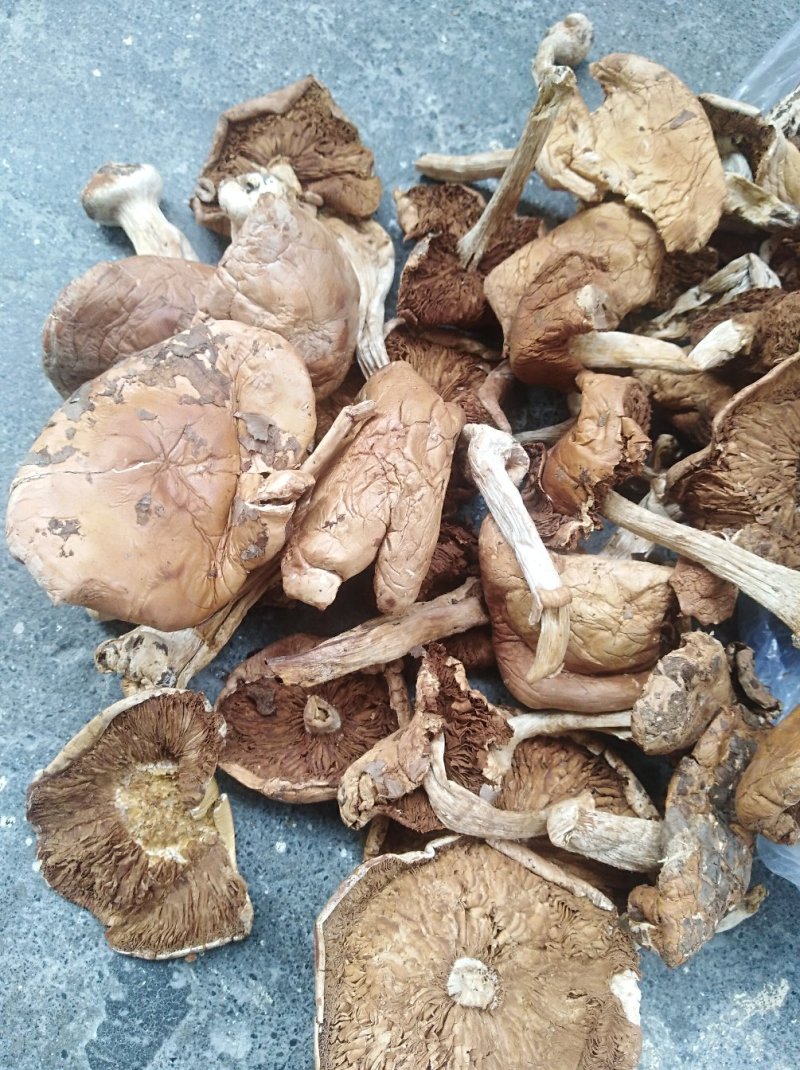 杨柳菌（野生茶树菌）。