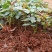 香水玫瑰红双喜扦插苗基地自产自销花卉种苗