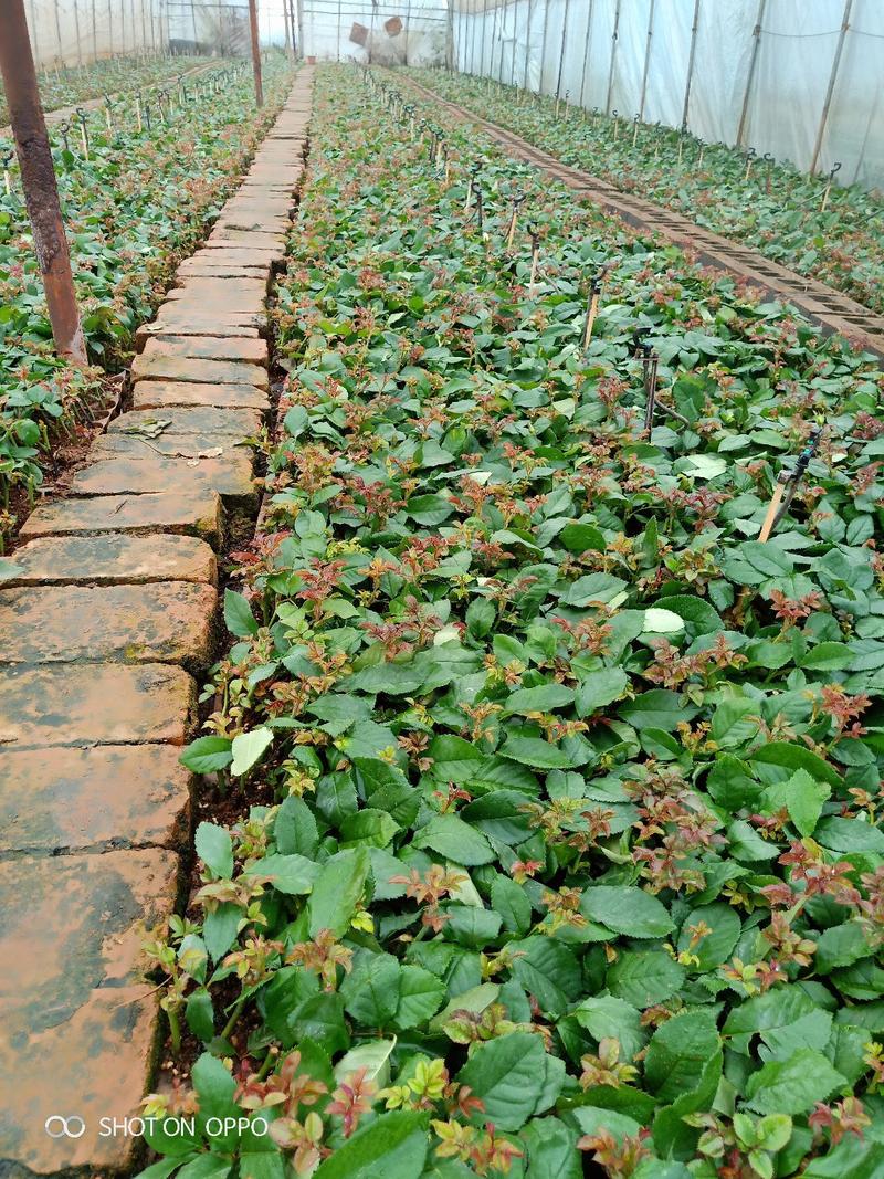 香水玫瑰红双喜扦插苗基地自产自销花卉种苗