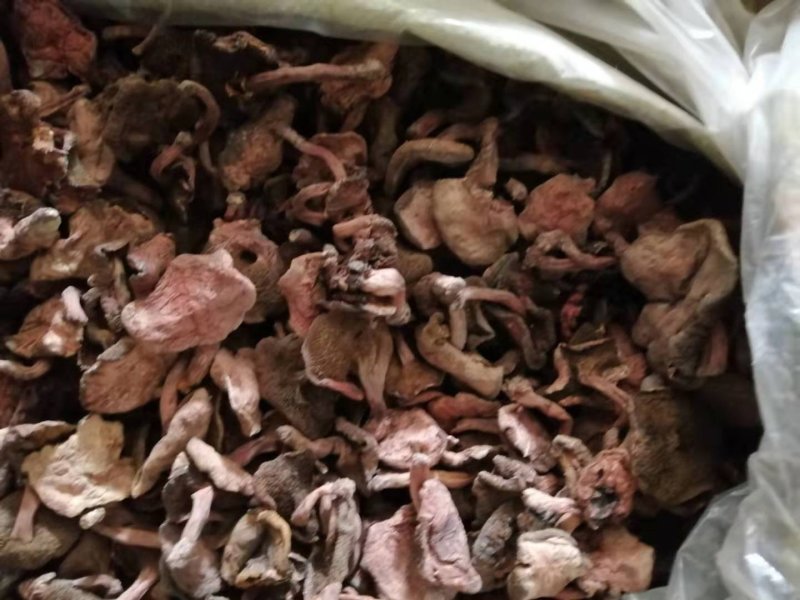 杨柳菌（野生茶树菌）。
