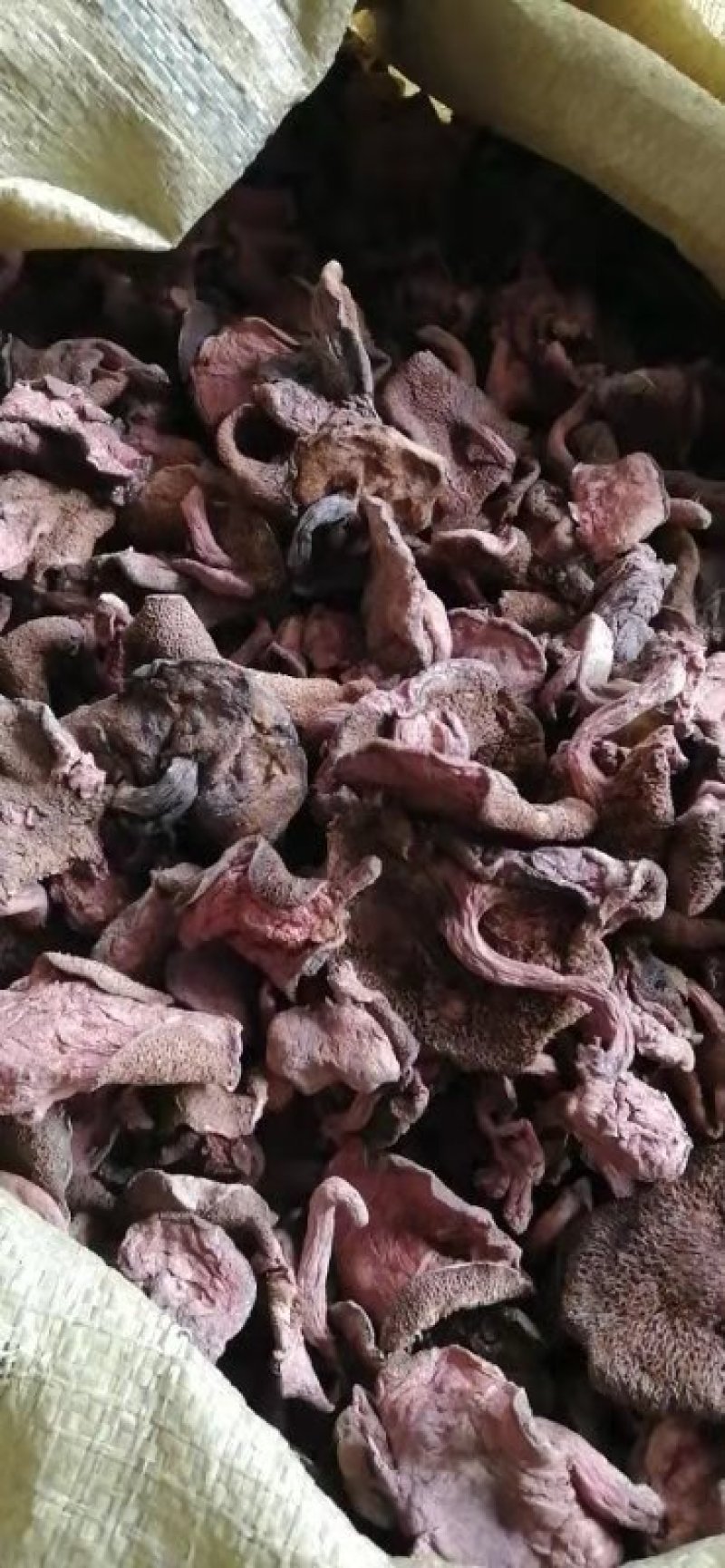 杨柳菌（野生茶树菌）。