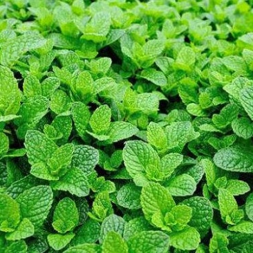 薄荷