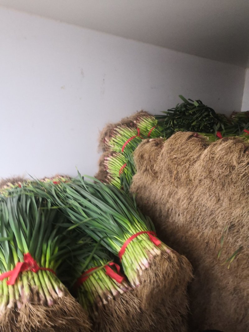 红根蒜苗地头装货要多少有多少保质保量发货全国春节前不断货