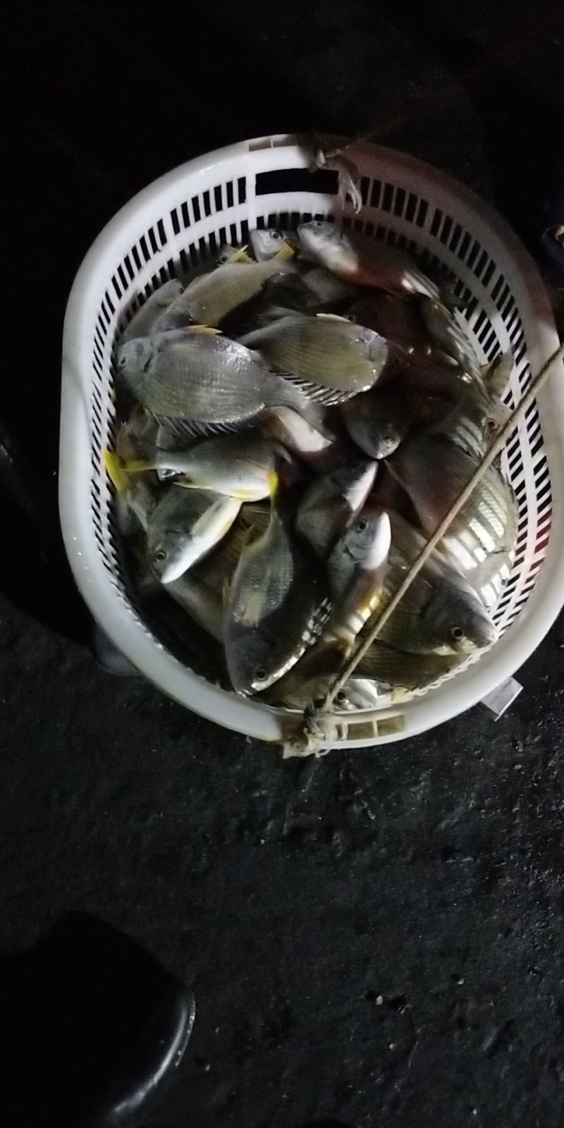 天然黄翅鱼