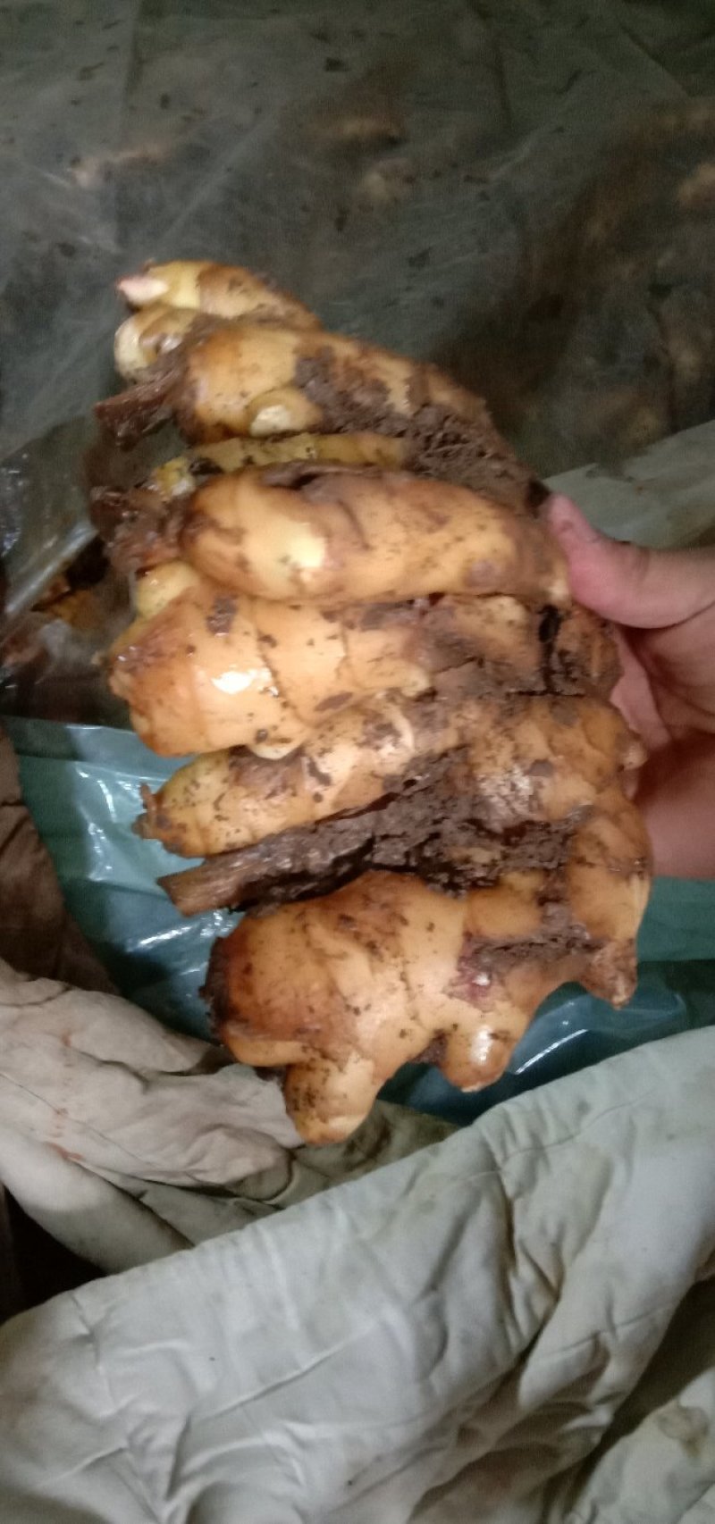 精品生姜，产地直销，货源充足