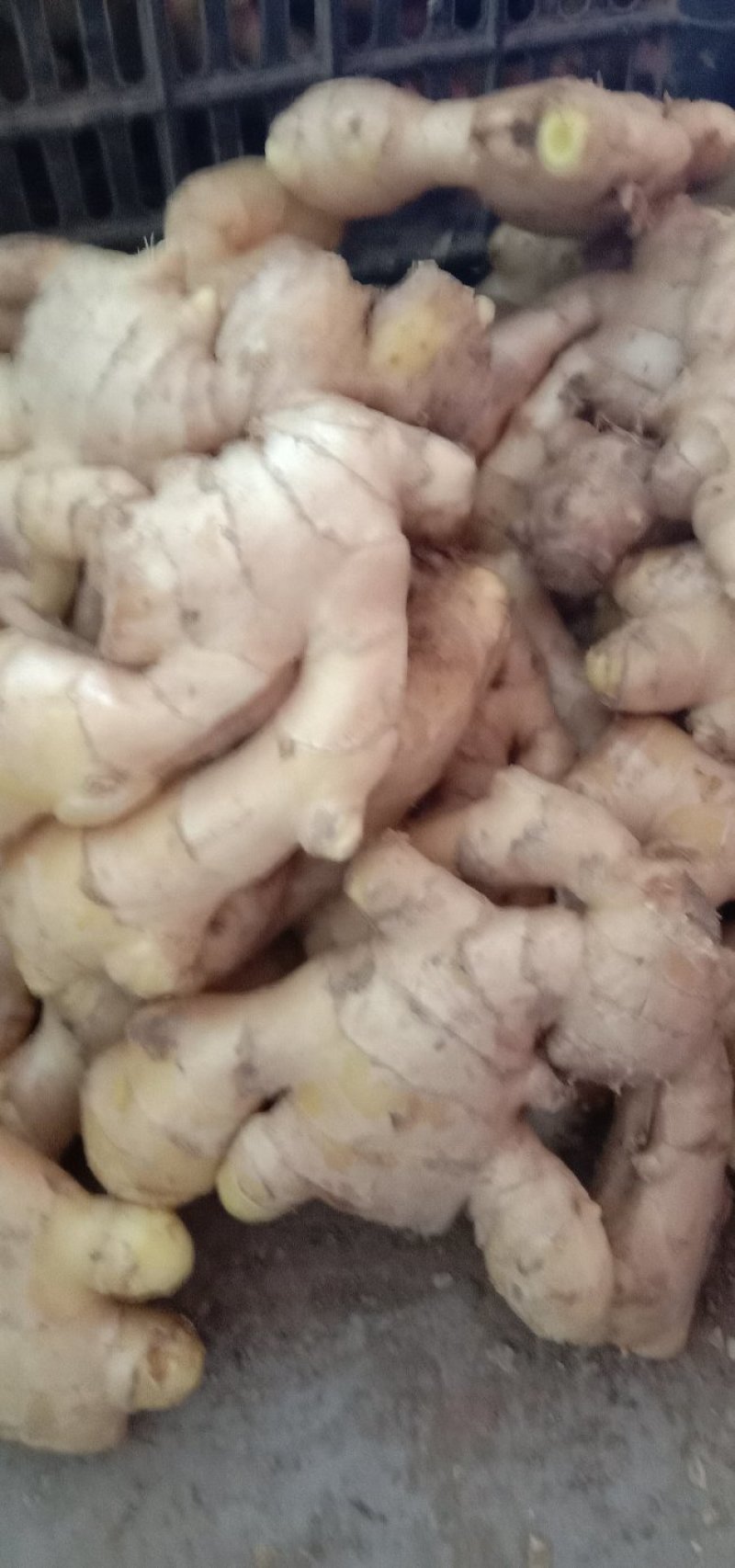 精品生姜，产地直销，货源充足