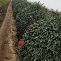 月季专供，批发，零售，一手货源。藤本月季，花球，花瓶，