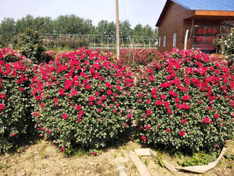 月季专供，批发，零售，一手货源。藤本月季，花球，花瓶，