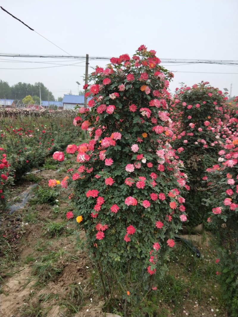 月季专供，批发，零售，一手货源。藤本月季，花球，花瓶，