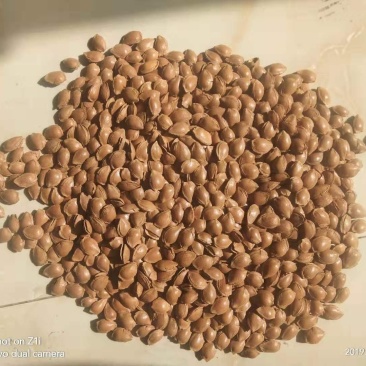 厂家现货开口杏核优一特价一件代发坚果零食原味