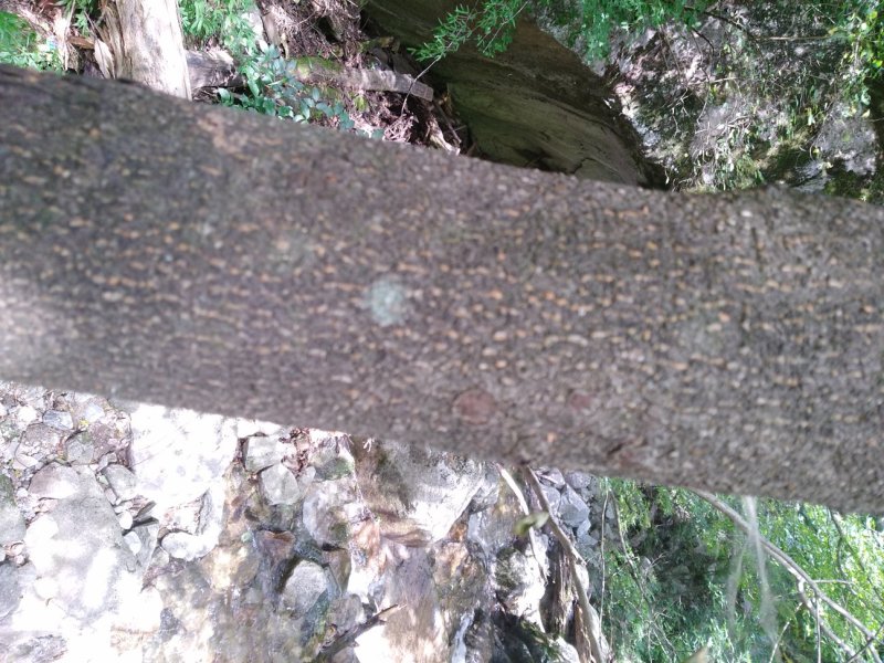 出售13一2○栾树